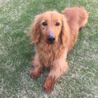 【里親決定！】ミニチュアダックスの里親さん募集