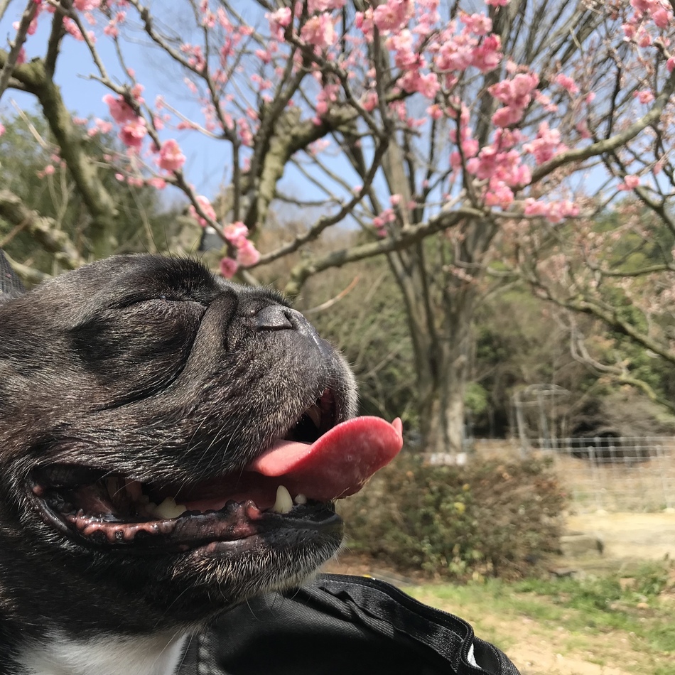 来梅(こうめ)のカバー写真