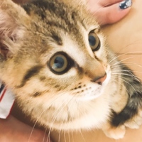 ひょうちゃん