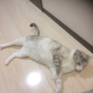 完全室内飼い☆メス猫ﾁｬﾝの里親募集です！