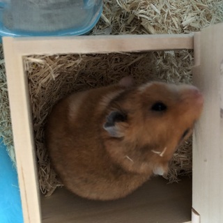 キンクマ里親募集