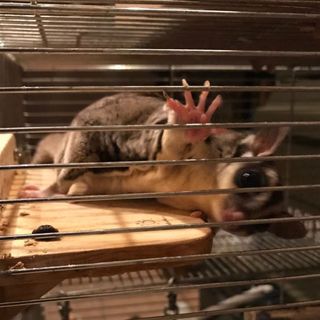 フクロモモンガ　♀です。