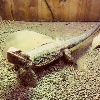 募集一時停止：フトアゴヒゲトカゲ　多分ペアです。