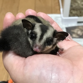 フクロモモンガちゃん