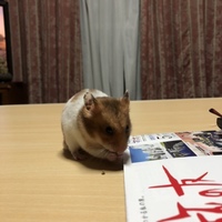 ビビるちゃん