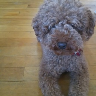 トイプードルの里親募集