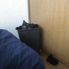 の写真