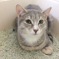 保護猫の譲渡会 サムネイル2