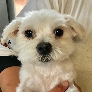 ♡２３６　マルチーズの女の子です。