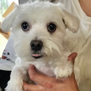 ♡２４０　マルチーズの女の子