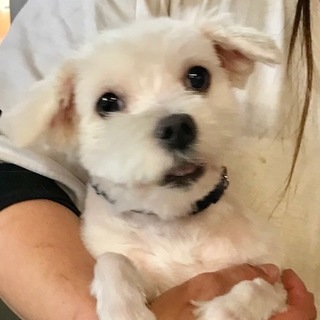 ♡２４３　マルチーズ女の子です。