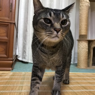 5歳の男の子です