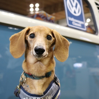 Mダックス　推定10歳　仮名☆拓実（たくみ）