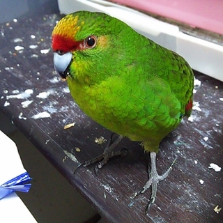 キガシラアオハシインコの里親募集