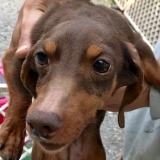 ダックス　の女の子　チョコタン