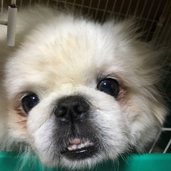 ポンちゃんです (●´ω｀●)