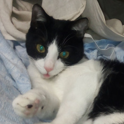 世界発!完全無料!!譲渡会で猫の里親に成る為に