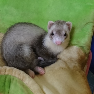 【急募】フェレット♀