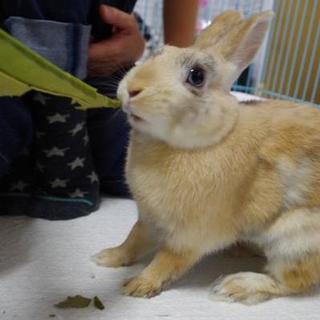 保護うさぎ 瞬(しゅん)くん