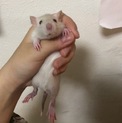 ファンシーラットの里親探し求める