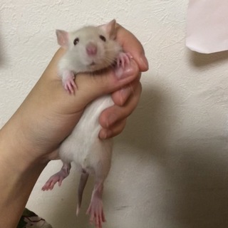 ファンシーラットの里親探し求める