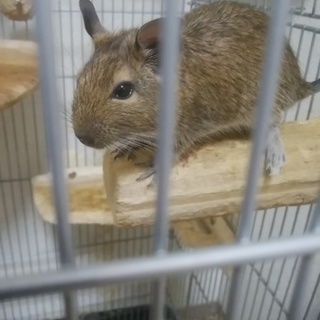 デグー（アグーチ）生後２カ月個体