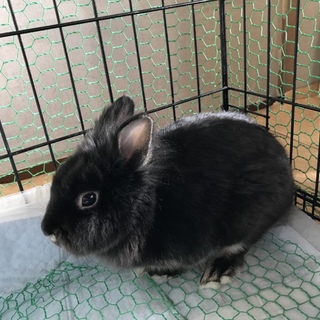 生後9ヶ月のミニウサギ