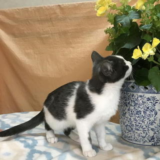 人なつこい甘えん坊くん・きれいなオス子猫