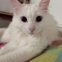 青い瞳の長毛、美人白猫ちゃんです