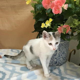 愛らしく可愛いメス子猫です。