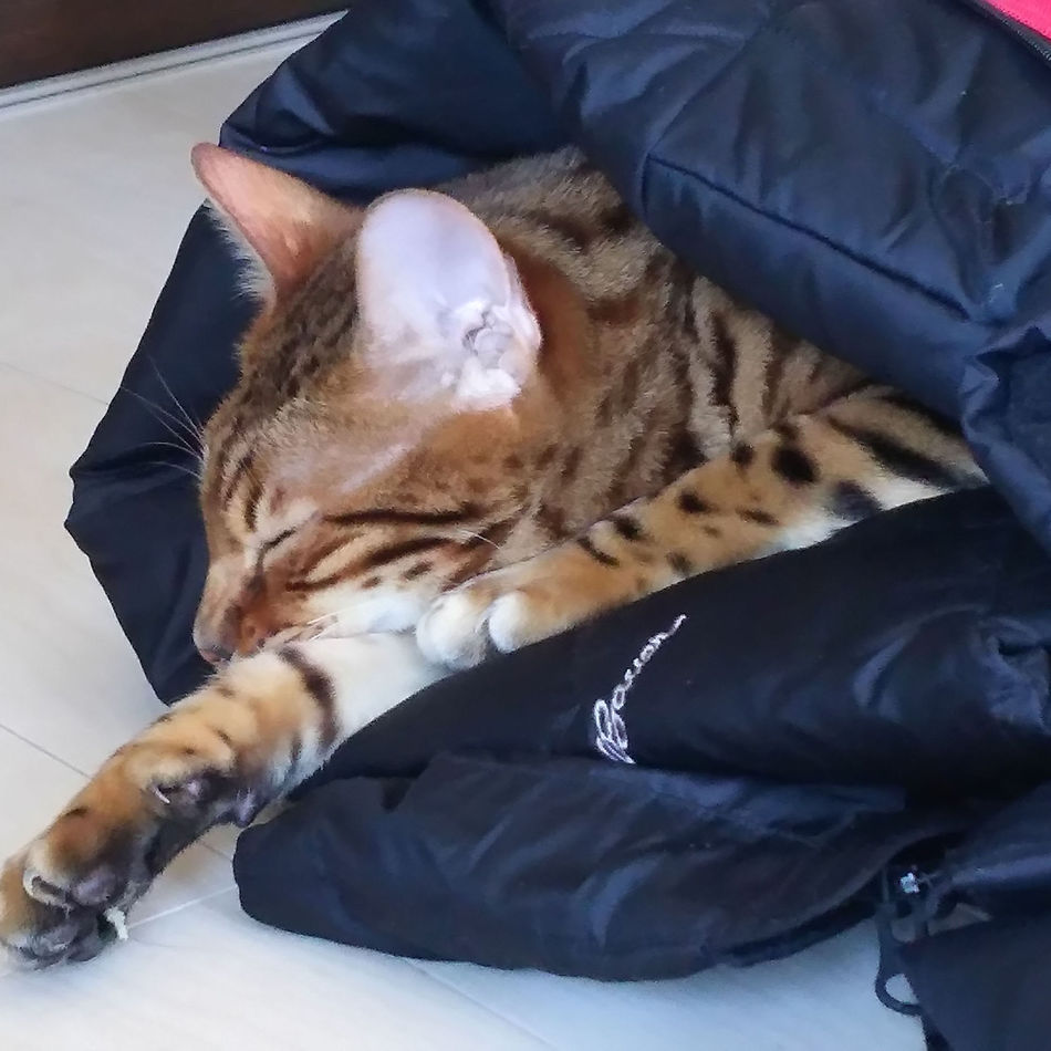 虎龍のカバー写真