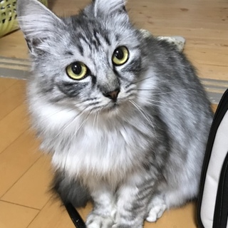 お転婆さん❤️トライアル決定☆