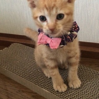 きゃわい〜三兄弟❤︎