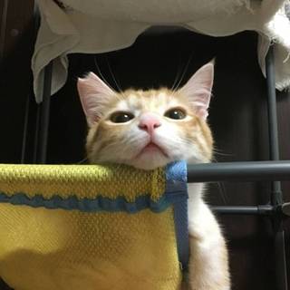 甘えたの茶トラ6ヶ月男の子！