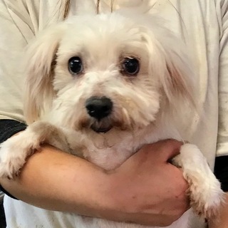 ☆２５０　おとなしいマルの男の子