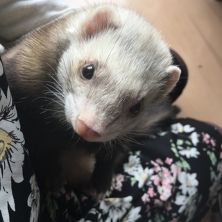 フェレットの里親を探しています