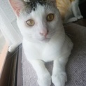おしゃべりで人懐こい猫さんです