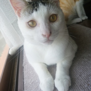 おしゃべりで人懐こい猫さんです