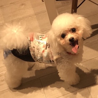 元気でお茶目なﾋﾞｼｮﾝﾌﾘｰｾﾞ♀舞妓