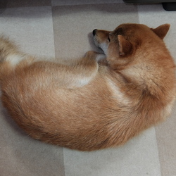 涼君、我が家での初お風呂（ヘソ天付き）