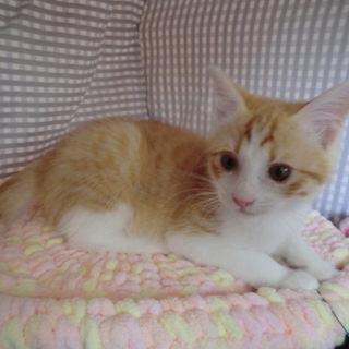 茶白の子猫　男の子です