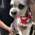 【お問い合わせがあり一旦停止です】すみれちゃん。
