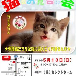 ゆったりほっこりする猫のお見合い会