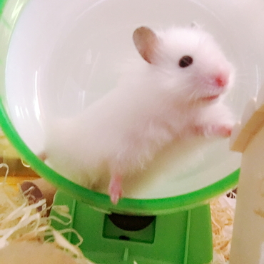 ゆぱ
