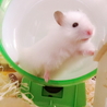 ゆぱ