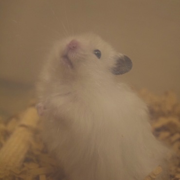 ゆぱ