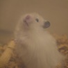 ゆぱ