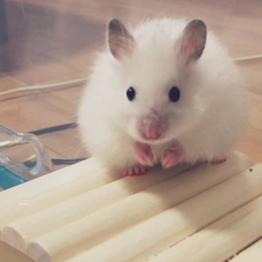 ゆぱ