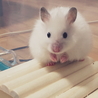 ゆぱ