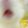 ゆぱ